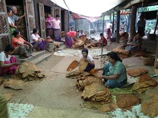 セーユェッジーを選別する村人たち。収穫後半年以上、タバコの葉はこの臨時作業場の両隣にある納屋で保管されていた=2017年8月、ミンジャン郡レーティッ村落区(筆者撮影) セーユェッジーを選別する村人たち。収穫後半年以上、タバコの葉はこの臨時作業場の両隣にある納屋で保管されていた=2017年8月、ミンジャン郡レーティッ村落区(筆者撮影)