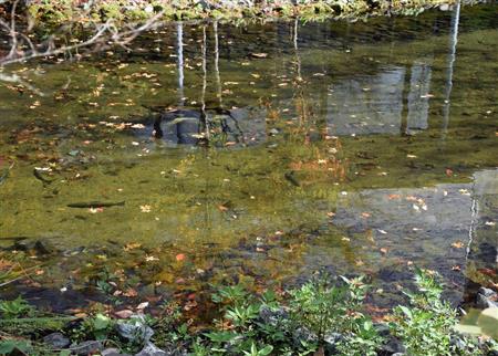箱根の池ではニジマスが泳いでいた
