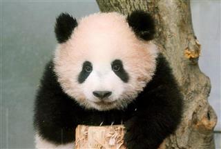 丸太に登ったシャンシャン＝１９日、東京・上野動物園（公財東京動物園協会提供）