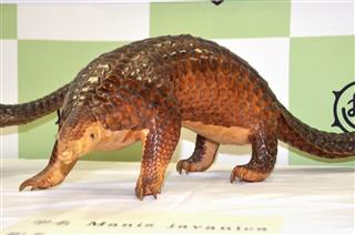 フリーマーケットアプリ「メルカリ」に出品された「センザンコウ」の剥製＝１１日午前、警視庁東村山署