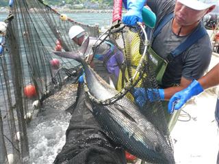 定置網にかかった小型のマグロを海に返す漁師=北海道函館市沖(提供写真) 定置網にかかった小型のマグロを海に返す漁師=北海道函館市沖(提供写真)