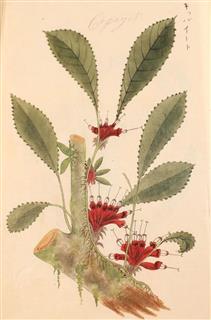 「キッパイート」と記された着生植物アガルミラ・パラシティカ(「彩色ジャワ植物図譜」より、監修・永益英敏京大教授) 「キッパイート」と記された着生植物アガルミラ・パラシティカ(「彩色ジャワ植物図譜」より、監修・永益英敏京大教授)