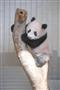 一般公開を前に報道公開されたジャイアントパンダのシャンシャン＝１８日午前１１時１０分、東京都台東区の上野動物園（代表撮影）