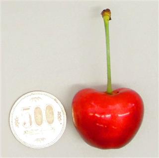 山形県で開発された大型のサクランボ「山形Ｃ１２号」（同県提供）