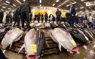 11月に豊洲新市場への移転が決まり、東京・築地中央卸売市場では最後の初競りが行われた。場内には生鮮や冷凍のマグロが並べられ、競りに参加する仲買人達は真剣な面持ちでマグロの状態を確かめていた=5日午前、東京都中央区(春名中撮影) 11月に豊洲新市場への移転が決まり、東京・築地中央卸売市場では最後の初競りが行われた。場内には生鮮や冷凍のマグロが並べられ、競りに参加する仲買人達は真剣な面持ちでマグロの状態を確かめていた=5日午前、東京都中央区(春名中撮影)