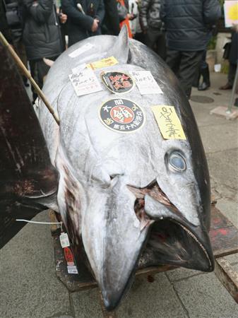 築地市場の初競りで、最高額の３６４５万円で競り落とされた青森県大間産クロマグロ＝５日朝、東京・築地