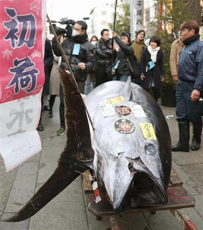 築地市場の初競りで、最高額の３６４５万円で競り落とされた青森県大間産クロマグロ＝５日朝、東京・築地