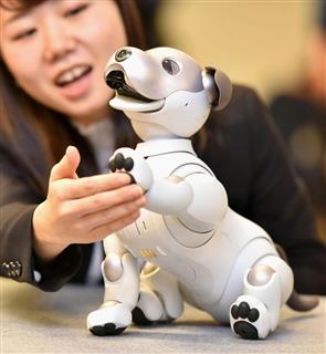 ソニーが発売した新しい犬型ロボット「ａｉｂｏ（アイボ）」＝１１日午後、東京都港区の同社本社