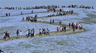 平成２９年度県政世論調査で「知人に自慢したいもの」の設問で１位となった国営ひたち海浜公園。春にはネモフィラが色鮮やかに咲き誇り、観光客を楽しませる＝平成２９年４月、ひたちなか市馬渡（丸山将撮影）