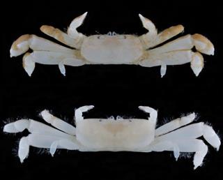 小笠原諸島・聟島列島で見つかった新種のカニ「ペタンココユビピンノ」。上が雄で下が雌(お茶の水女子大学提供) 小笠原諸島・聟島列島で見つかった新種のカニ「ペタンココユビピンノ」。上が雄で下が雌(お茶の水女子大学提供)