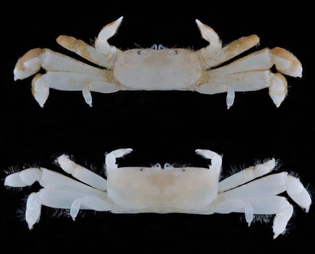 小笠原諸島・聟島列島で見つかった新種のカニ「ペタンココユビピンノ」。上が雄で下が雌（お茶の水女子大学提供）