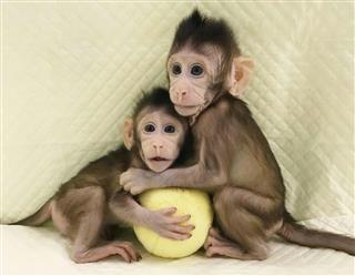 体細胞クローンの手法で初めて生まれた2匹のカニクイザル(中国科学院提供) 体細胞クローンの手法で初めて生まれた2匹のカニクイザル(中国科学院提供)