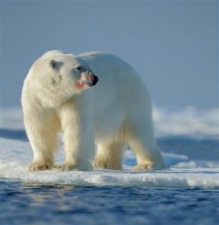 氷の上に乗って漂流するシロクマ。地球規模の気候変動を食い止めるにはライフスタイルを変えていくことが必要だ(提供写真) 氷の上に乗って漂流するシロクマ。地球規模の気候変動を食い止めるにはライフスタイルを変えていくことが必要だ(提供写真)