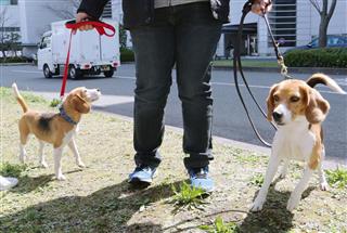 台湾から到着した「ヒアリ探知犬」＝２３日午前、福岡市博多区の福岡空港