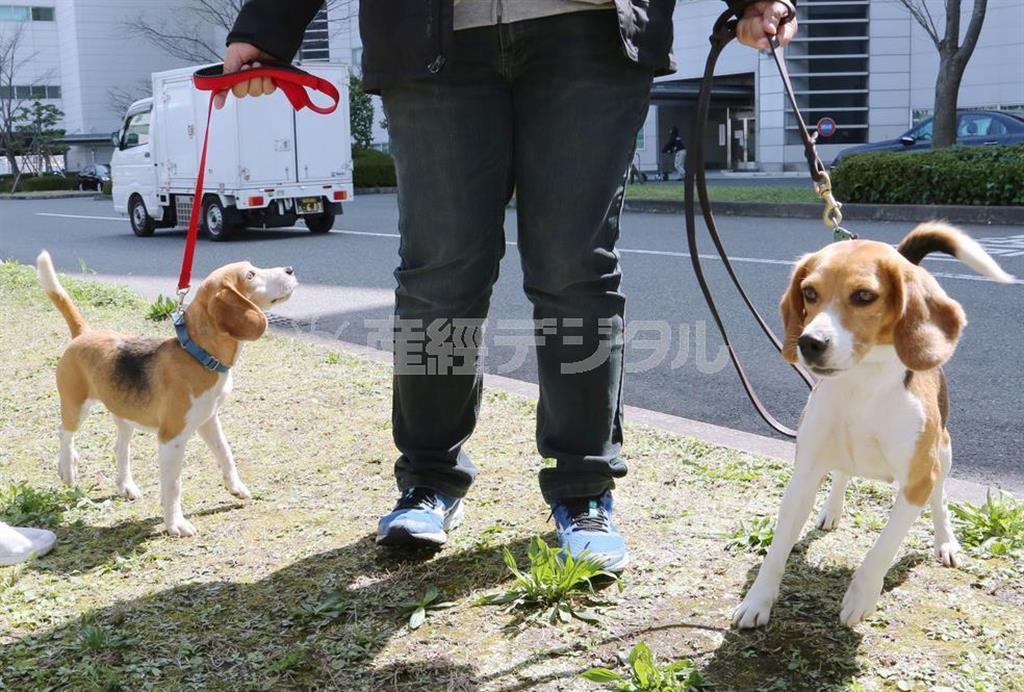 台湾から到着した「ヒアリ探知犬」＝２３日午前、福岡市博多区の福岡空港