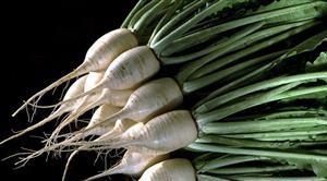 秋田県鹿角市の松館しぼり大根(農水省提供) 秋田県鹿角市の松館しぼり大根(農水省提供)