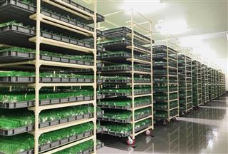 養蚕工場内では、ずらりと並ぶケースの中でカイコが繭を作っている=熊本県山鹿市 養蚕工場内では、ずらりと並ぶケースの中でカイコが繭を作っている=熊本県山鹿市