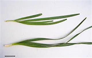 ニラ（上）と葉が似ているスイセン（下）（東京都薬用植物園提供）