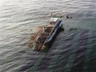 富津沖の養殖場で船を使用してノリを収穫する生産者（県漁業資源課提供）