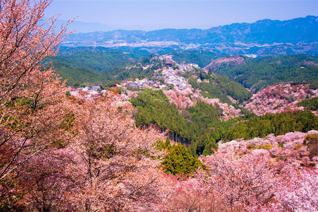 吉野山のシロヤマザクラ（写真＝時事通信フォト）