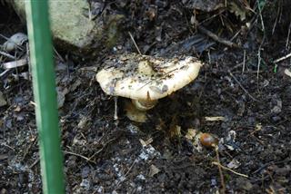 人工栽培に成功したバカマツタケ