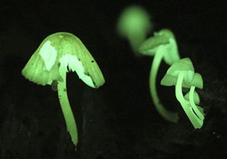 淡い緑色の光を放つシイノトモシビタケ＝１４日、鹿児島県の奄美大島