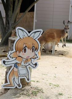 “共演”するカンガルーと「けものフレンズ」のキャラクターパネル(竹之内秀介撮影) “共演”するカンガルーと「けものフレンズ」のキャラクターパネル(竹之内秀介撮影)