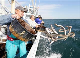 ニホンウナギの稚魚の漁獲量を増やそうと、親ウナギが放流されている=静岡県浜松市の浜名湖 ニホンウナギの稚魚の漁獲量を増やそうと、親ウナギが放流されている=静岡県浜松市の浜名湖