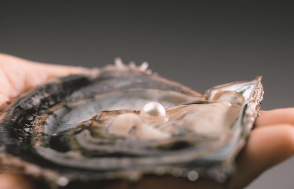 アコヤ貝から生まれた真珠（ミキモト提供）