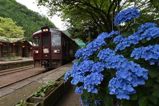 アジサイが見頃を迎えたわたらせ渓谷鉄道の沢入駅＝群馬県みどり市（橋爪一彦撮影）