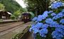 アジサイが見頃を迎えたわたらせ渓谷鉄道の沢入駅＝群馬県みどり市（橋爪一彦撮影）