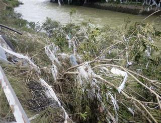 津保川の氾濫で資材置き場から流出し、川沿いの樹木に絡みついたプラスチック原料＝９日、岐阜県関市（中濃県事務所提供）