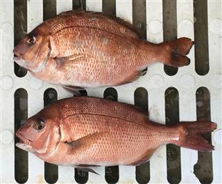 ゲノム編集で身の量を増やしたマダイ（上）と通常のマダイ（下）（木下政人・京都大助教提供）