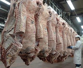 天井から無数に吊るされる牛肉