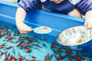 夏の風物詩ともいえる金魚すくい