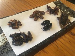 「６種の昆虫食べ比べセット」