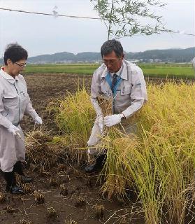 新嘗祭献穀米を収穫する奉耕者の高野美晴さん（右）と妻、玲子さん＝２５日、栃木県益子町東田井