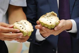 急速冷凍された後、食べるために解凍された釈迦頭の断面（金谷かおり撮影）