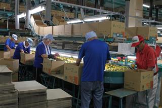 ６０歳以上のアルバイトが多くを占める西吉野選果場＝奈良県五條市