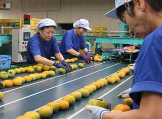 ６０歳以上のアルバイトが多くを占める西吉野選果場＝奈良県五條市