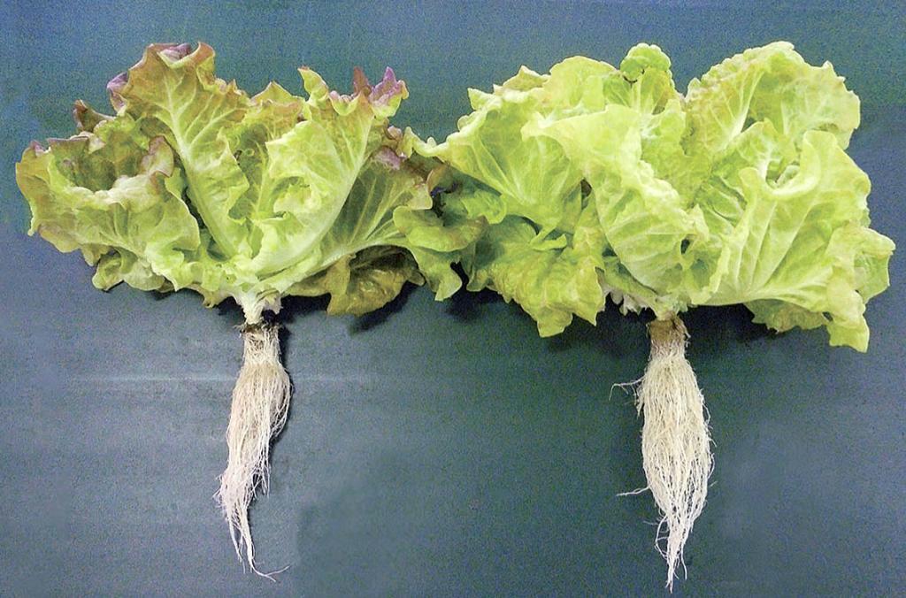 起潮力の変化に合わせて照明を調節して育てたレタス（右）と通常栽培のレタス（トヨタ紡織提供）