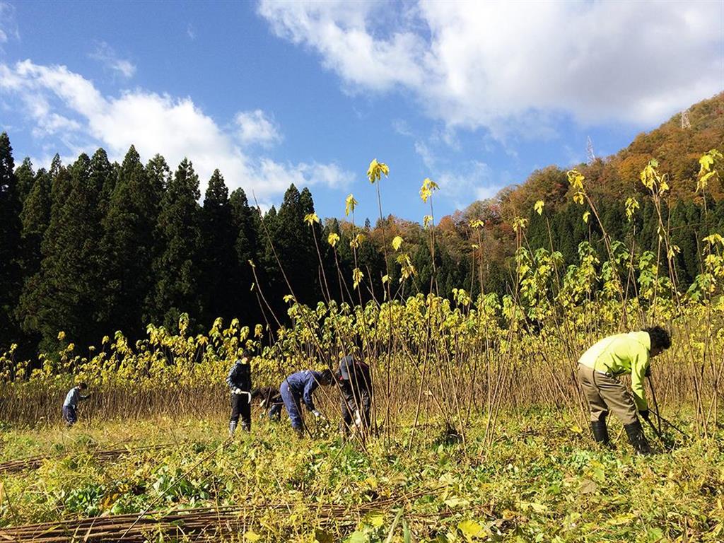 激しい寒暖の差が、繊維の強い楮（こうぞ）を育てる。それで漉いた五箇山和紙もまた強くしなやかな性質を持つ。