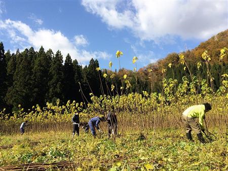 激しい寒暖の差が、繊維の強い楮（こうぞ）を育てる。それで漉いた五箇山和紙もまた強くしなやかな性質を持つ。