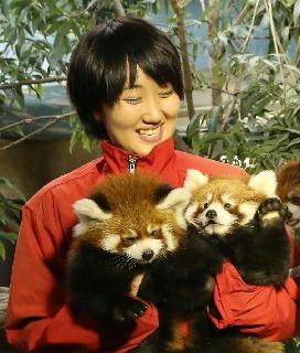 「与作」、「栄作」と命名された双子のレッサーパンダ＝那須町大島の那須どうぶつ王国（同園提供）