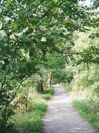 毎日のランニングルートにしているセウラサーリ島。ヘルシンキ市内に住んでいても自然がとても身近にあります