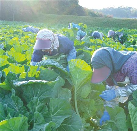 島根県益田市の自社グループ農場。手作業で高品質のケールを栽培する