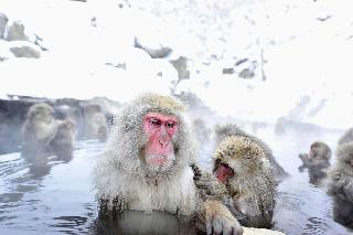 「スノーモンキー」として外国人観光客からも人気の地獄谷野猿公苑の猿（長野県山ノ内町提供）