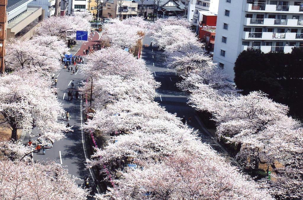 旧東京高等師範学校までの通学路にある播磨坂。当時、金栗四三はこの付近を走って通学していたのか（文京区提供）