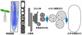 ≪シロイヌナズナ根端の皮層細胞層の液胞形成機構≫シロイヌナズナの根端組織の皮層細胞層ではまず、ゴルジ体に由来する多胞体（ＭＶＢ）同士が融合して小さい液胞（ＳＶ）が形成され、さらに小さい液胞が融合を繰り返すことで大きな液胞（ＬＶ）が形成される。