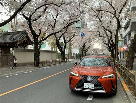 武蔵野市の桜並木